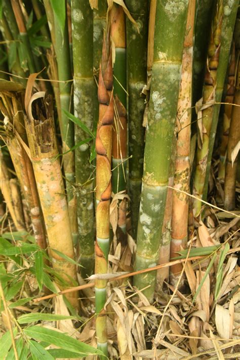 Schizostachyum Brachycladum Kurz Kurz Philippine Bamboo Musical