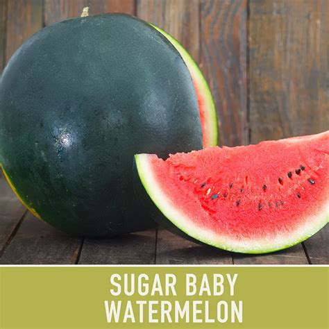 Watermelon Seeds Sugar Baby