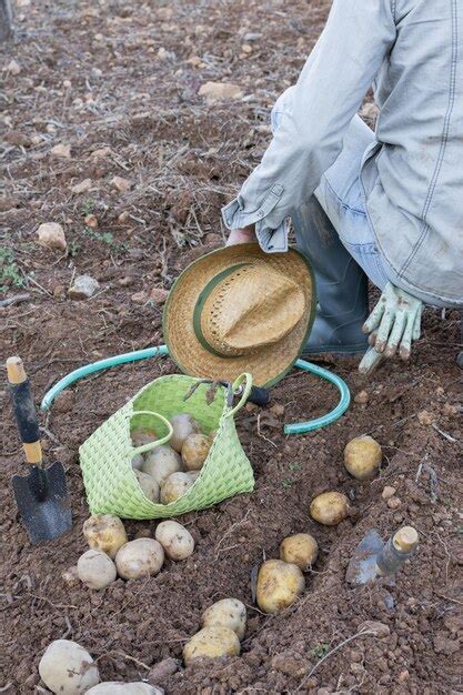 Agricultor Cultivando Batatas No Campo Conceito De Agricultura