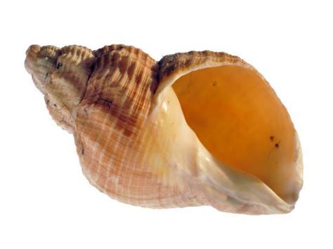 Common Whelk Shell Showing Aperture Normandy France Photographic Print Philippe Clement