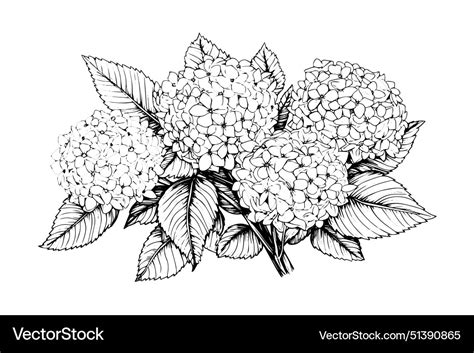 Hand Drawn Ink Sketch Hydrangea Flowers Royalty Free Vector