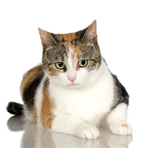 The Amazing Calico Cat Cat Breeds In Photographs