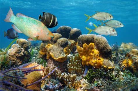 Paisaje Subacuático Con Los Pescados En Un Arrecife De Coral Foto de