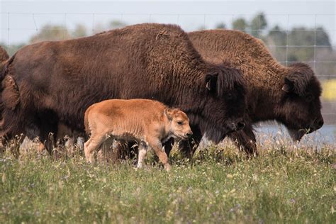 Scientists strive to revive Canada’s wood bison herds - WCVM Today - Western College of ...