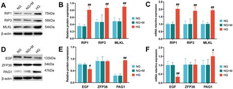 Investigating Egf And Pag As Necroptosis Related Biomarkers For