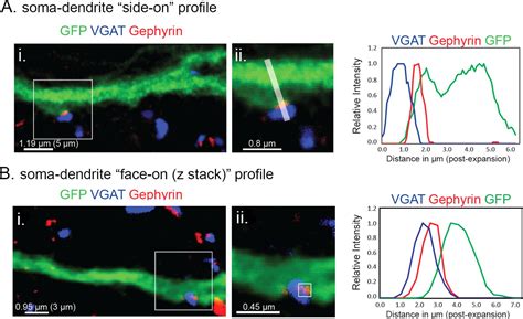 Figures And Data In Different Dendritic Domains Of The Gnrh Neuron