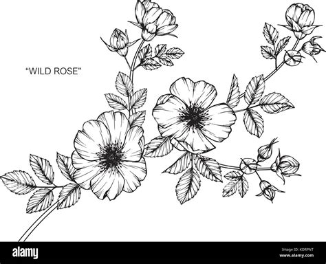 Las rosas silvestres ilustración dibujo de flores Blanco y negro con