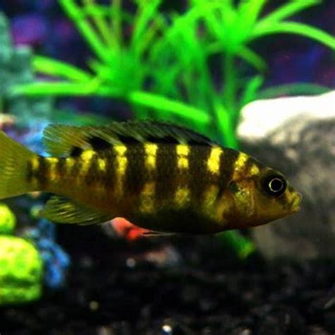 What Fish Can Live With Bumblebee Cichlids Diy Seattle