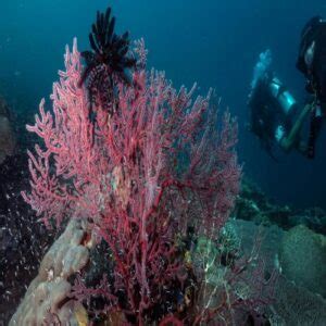 Menelusuri Keindahan Bawah Laut Raja Ampat