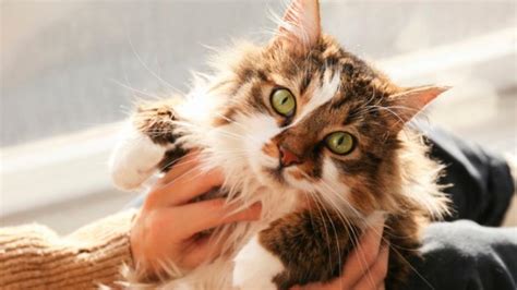 Separation Anxiety In Cats Petmd