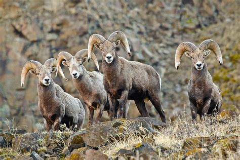 Trophy Bighorn Sheep Photograph By Athena Mckinzie