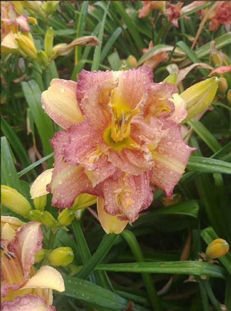 Daylily Hemerocallis Topguns Color Infusion In The Daylilies