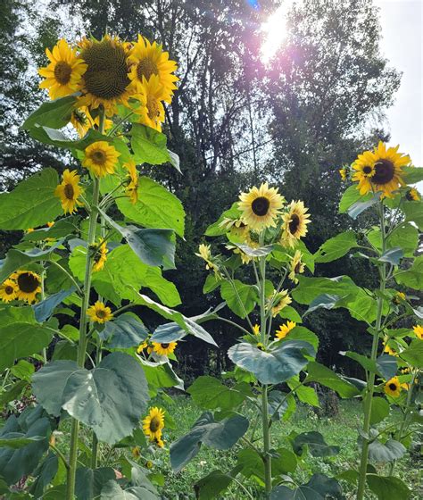 Sonnenblumen Gelb Sortenwerkstatt