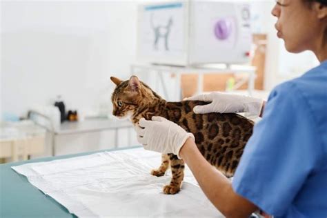 Miliary Dermatitis In Cats Causes Symptoms And Treatment