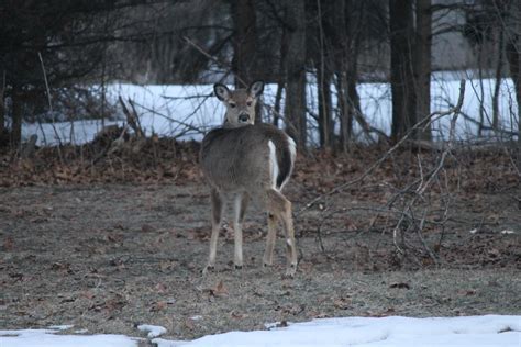 Deer In The Backyard On March 17 2014 Saline Michigan Flickr