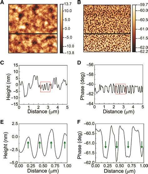 Structure And Topology Of Phase Separated Films A Afm Height Image