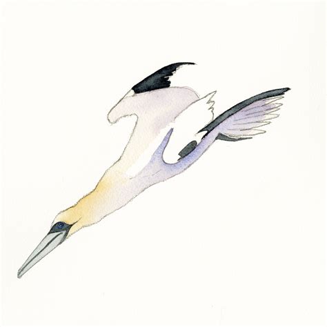 Diving Gannet Iii An Original Watercolour By Emma Ball