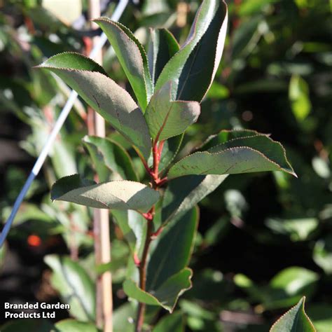 Aronia X Prunifolia Brilliant Plants Thompson Morgan