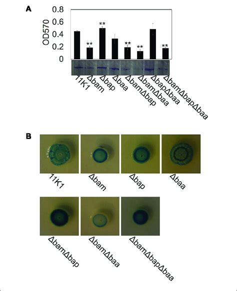 Effects Of Clp Gene Mutations On Bacterial Biofilm Formation A And