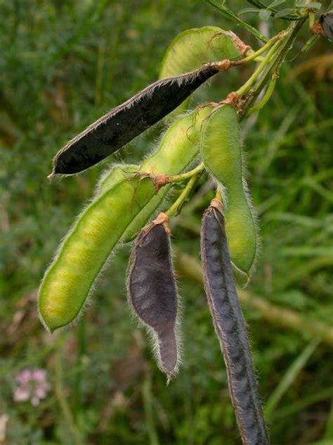 Cytisus scoparius (Scotch broom): Go Botany