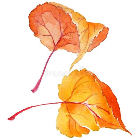 Herbstblatt Der Pappel In Einer Von Hand Gezeichneten Aquarellart