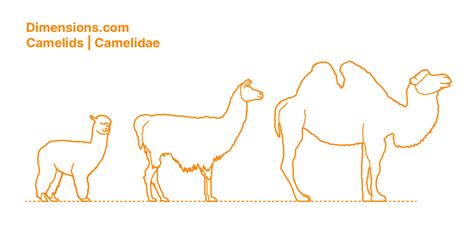 Camelids | Camelidae Dimensions & Drawings | Dimensions.com