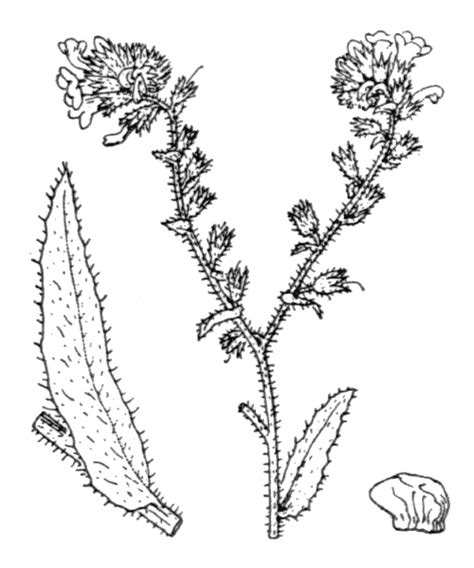 Anchusa Undulata Subsp Hybrida Illustrations EFlore Tela Botanica