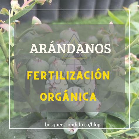 Fertilización orgánica en arándanos Bosque Escondido