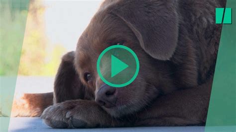 Bobi Le Plus Vieux Chien Du Monde