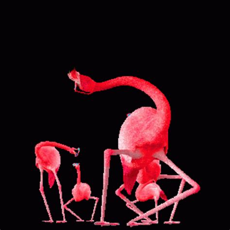 Dance Flamingo Dance Flamingo Birds Discover Share Gifs