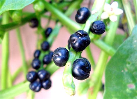 How To Grow Malabar Spinach From Seed The Ruhmage