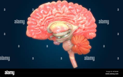 Degli Organi Centrali Del Sistema Nervoso Umano Anatomia Cerebrale Foto