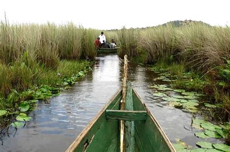 Wetlands in Uganda: Biodiversity Hotspots and Ecosystem