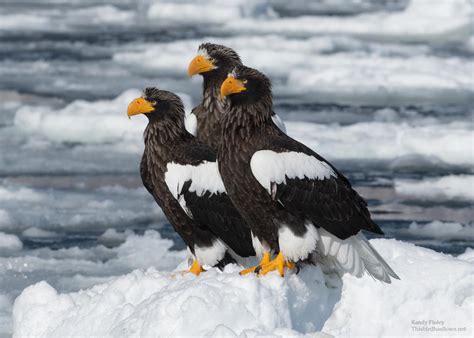 Steller S Sea Eagle Trio Sea Of Okhotsk Hokkaido Japan R Birdsofprey