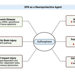 Multifaceted Neuroprotective Effects Of Sulforaphane SFN In Diverse