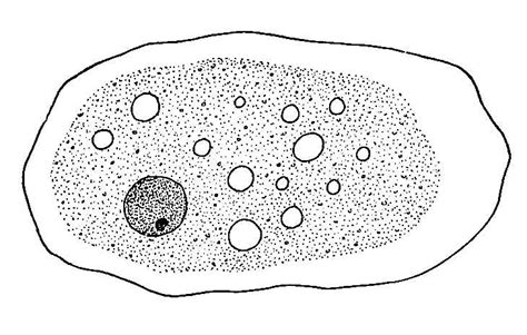 Biological drawings. Structure of Entamoeba histolytica. Biology ...