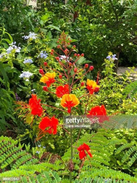 Pride Of Barbados Photos Et Images De Collection Getty Images