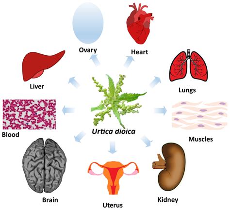 Antioxidants Free Full Text Antioxidant Activity Of Urtica Dioica