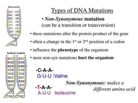 Ppt Today Genetic Variability Mutations Source Of Variation In