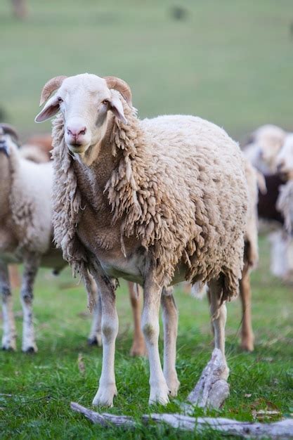 Premium Photo Sheep Standing In A Field