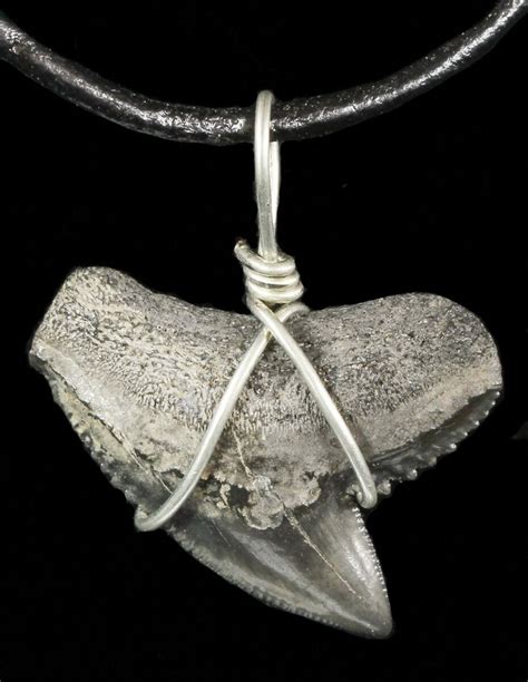 Fossil Tiger Shark Tooth Necklace (#47568) For Sale - FossilEra.com