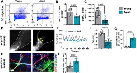 Frontiers Structural And Functional Changes In Aged Skin Lymphatic