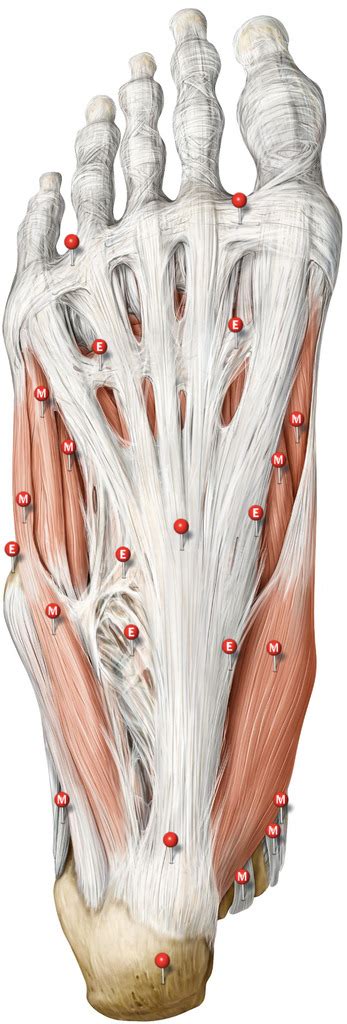 Muskeln Der Fusssohle Im Berblick I Plantar Diagram Quizlet