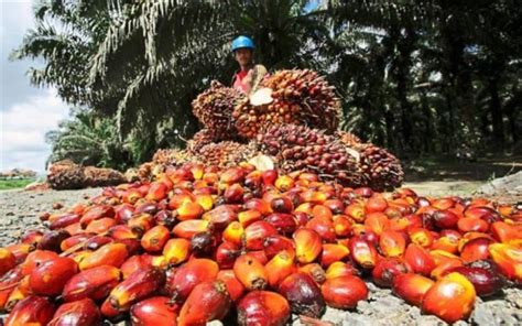 The Many Positive Untolds Of Palm Oil