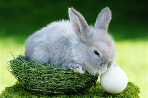 'Do bunnies lay eggs?': A surprising number of people don't know