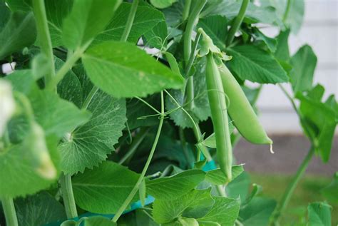 Gardening Guide, Growing Sugar Snap Peas | Frugal Family Home