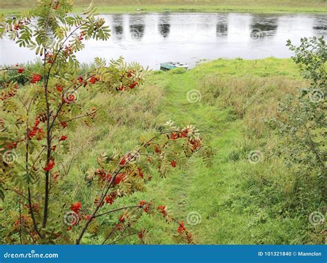 Plants on the river bank stock photo. Image of green - 101321840