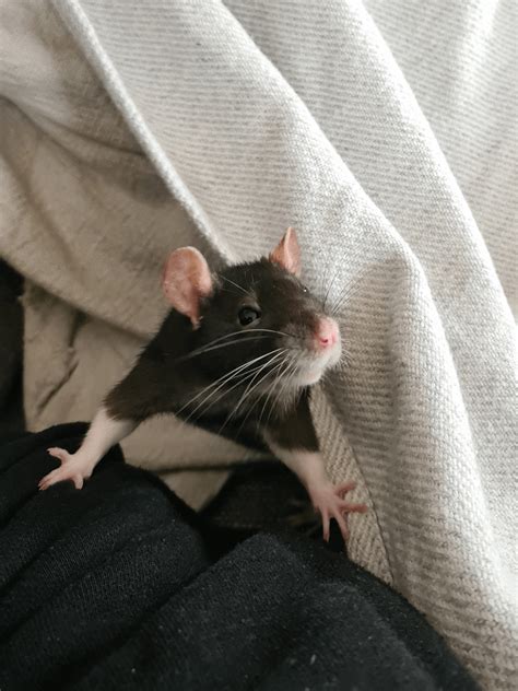 Its My Friends Rattie Louies 2nd Birthday Today So She Made The Lil