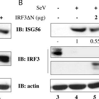 IFN Stimulated Genes That Are Unresponsive To IRF 3 5D Expression