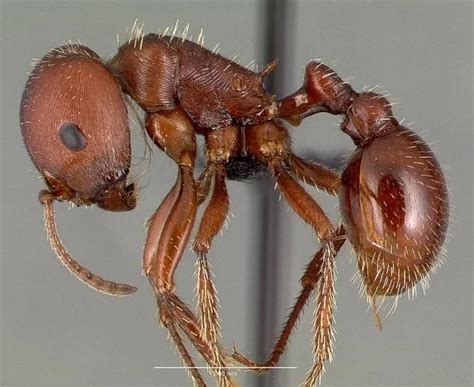 How To Get Rid Of Harvester Ants The Pest Advice